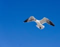 A Seagull in Flight with Blue Sky. Royalty Free Stock Photo