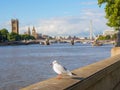 A seagull at the Thames River embankment with the Big Ben, Houses of Parliament and London Eye on the background. Royalty Free Stock Photo