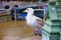 Seagull on the Thames River in London Royalty Free Stock Photo