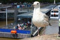 Seagull on the Thames River in London Royalty Free Stock Photo