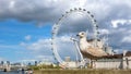 Seagull at the Thames River in London Royalty Free Stock Photo