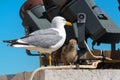 Seagull with their chicks in the Roman Forum