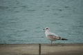 This seagull is thinking about things Royalty Free Stock Photo