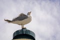 seagull on the tip of a pendulum in anticipation of a storm at sea. Royalty Free Stock Photo