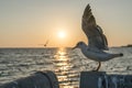 A seagull that is about to fly and wings spread up high Royalty Free Stock Photo