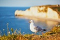 Seagull on the top of a cliff in Etretat