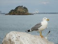 seagull on top of a rock with the background of Anicha rock in Portinho da ArrÃ¡bida, Setubal