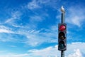 Seagull on the top of traffic light. Lofoten is an archipelago in the county of Nordland, Norway Royalty Free Stock Photo