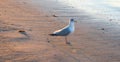 Seagull on Topsail Island in North Carolina Royalty Free Stock Photo