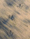 Seagull tracks on sandy beach Royalty Free Stock Photo