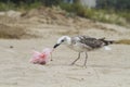 A seagull with a trash bag near on a beach by the sea, Black Sea, Zatoka, Odesa, Ukraine Royalty Free Stock Photo