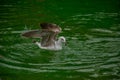 Seagull trying to eat bread in the lake Royalty Free Stock Photo