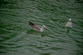 Seagull trying to eat bread in the lake Royalty Free Stock Photo