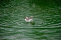 Seagull trying to eat bread in the lake Royalty Free Stock Photo