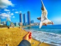 The seagull trying to eat a Saeukkang snack Royalty Free Stock Photo