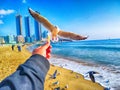 The seagull trying to eat a Saeukkang snack Royalty Free Stock Photo