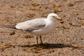 Seagull with turtle Royalty Free Stock Photo