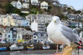 Seagull in a typically British seaside town setting Royalty Free Stock Photo