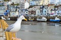 Seagull in a typically British seaside town setting