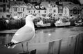 Seagull in a typically British seaside town setting