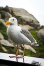 Seagull under the rain in Sonoma Coast State Park