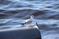 Seagull on vacationl of Saints Petersburg .Russia Royalty Free Stock Photo