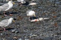 Seagull in Valdez Alaska eats a dead salmon fish as other birds look on Royalty Free Stock Photo