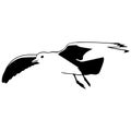 Seagull vector bird eps Hand drawn, Vector, Eps, Logo, Icon, silhouette Illustration by crafteroks for different uses.