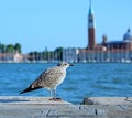 Seagull in Venice in Italy Royalty Free Stock Photo
