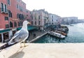 Seagull in Venice