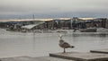 A seagull with a view of Aker Brigger in the background, Oslo, Norway.