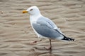 Seagull wading across the beach Royalty Free Stock Photo