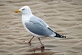Seagull wading across the beach Royalty Free Stock Photo