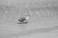 Seagull Wading in Shallow Water Royalty Free Stock Photo