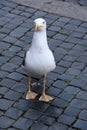 Seagull waiting for feed in the streets of Rome