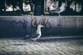 Seagull on the street