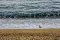 Seagull walking along the beach, near the water Royalty Free Stock Photo