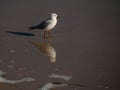 Seagull walking along the beach shoreline