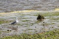 Seagull walking along kelp covered shoreline Royalty Free Stock Photo