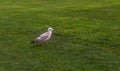 Seagull walking along the lush green grass, beautiful seaside bi