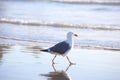 Seagull walking along ocean shore Royalty Free Stock Photo