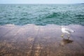 The Seagull is walking along the Pier on a Sunny Day. The Wildbird funny walks and on its wet floor its reflection is visible Royalty Free Stock Photo