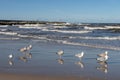 Seagull walking along the sea. Fowl on the sea Royalty Free Stock Photo