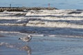 Seagull walking along the sea. Fowl on the sea Royalty Free Stock Photo