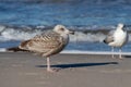 Seagull walking along the sea. Fowl on the sea Royalty Free Stock Photo