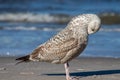 Seagull walking along the sea. Fowl on the sea Royalty Free Stock Photo