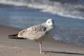 Seagull walking along the sea. Fowl on the sea Royalty Free Stock Photo