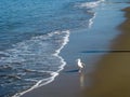 Seagull walking along shore