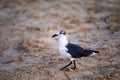 Seagull walking along the warm golden sands of the Caribbean Sea in the Mayan Riviera of Mexico Royalty Free Stock Photo