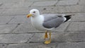 seagull walking around the square with its large yellow webbed l Royalty Free Stock Photo
